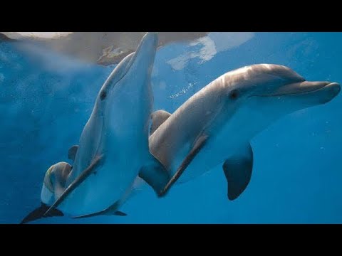 dolphin gci